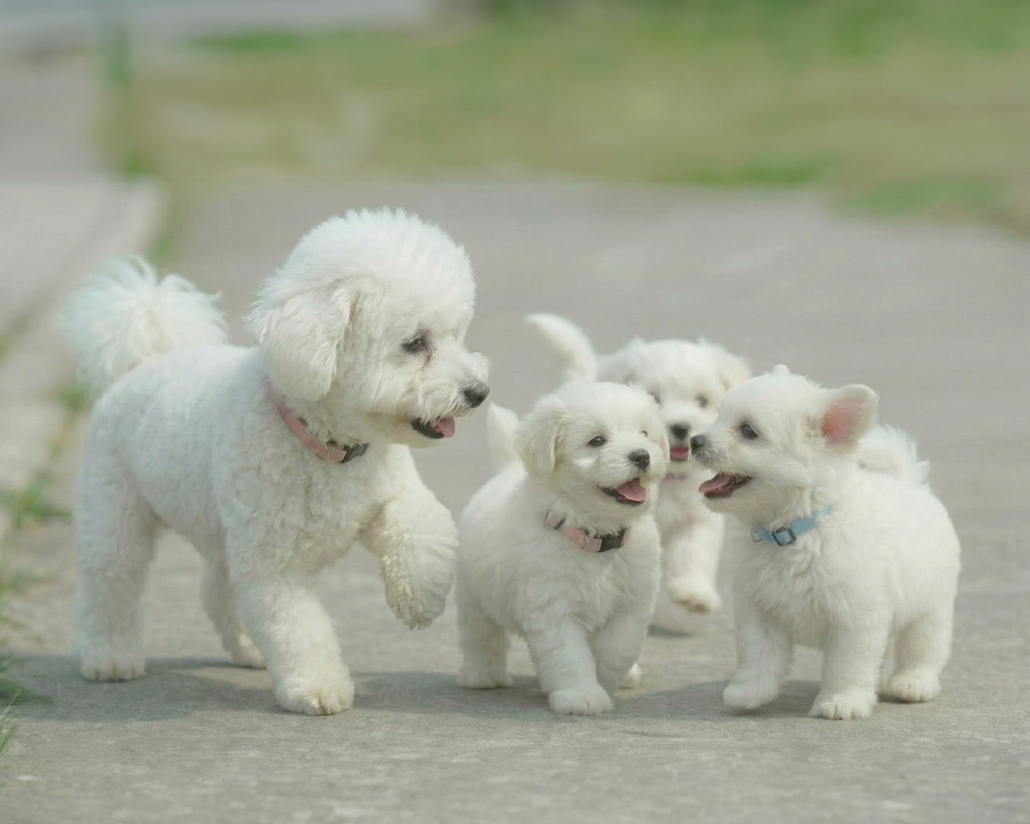 Bichon Frise in Hong Kong: Fun Facts, Care Tips and Must-Have Basics