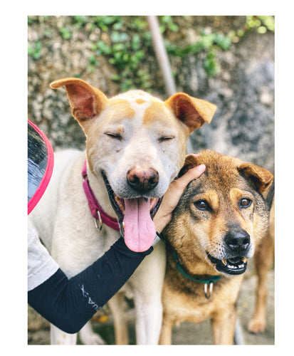 Why You Should Consider Adopting a Senior Dog