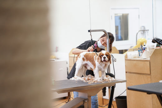 Cooperative Care Increases Animal Quality of Life