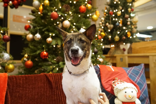 Preparing for the Holidays: 4 Tips for a Merry Season With Our Furry Friends!