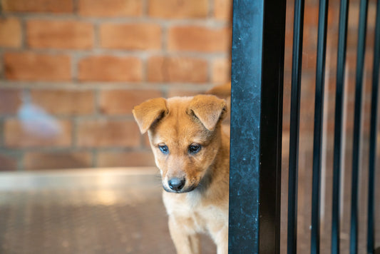 Give Shy Dogs a Chance: 3 Reasons and 3 Tips for Adopting a Shy Dog