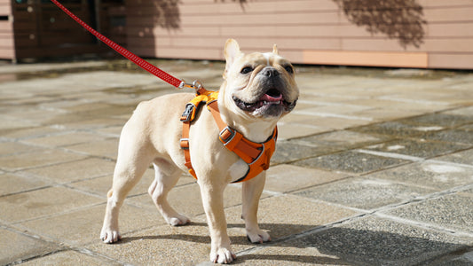 5 Tips for Better Loose Leash Walking