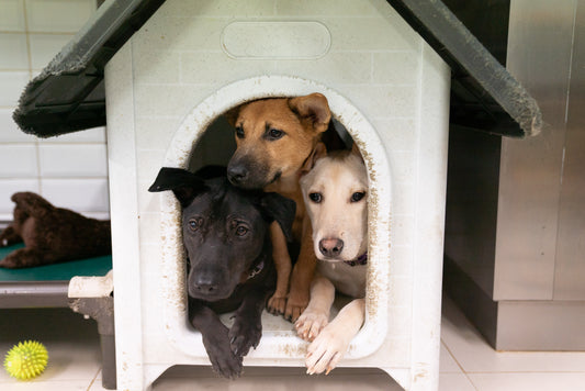 Dog staying in dog house