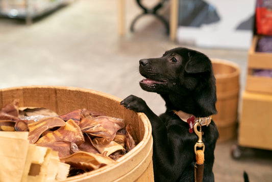 Who Wants a Treat? Celebrate International Dog Biscuit Appreciation Day!