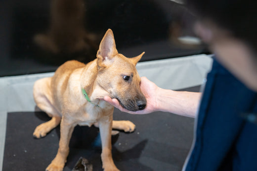 Cooperative Care: How to Get a Willing Participant