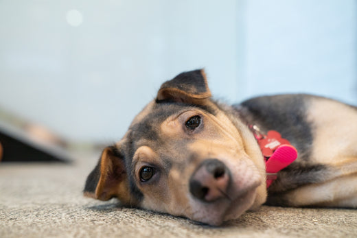 Protect Your Dog from These 3 Common Diseases