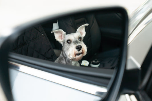 7 Must-Have Items for a Fun and Safe Car Ride