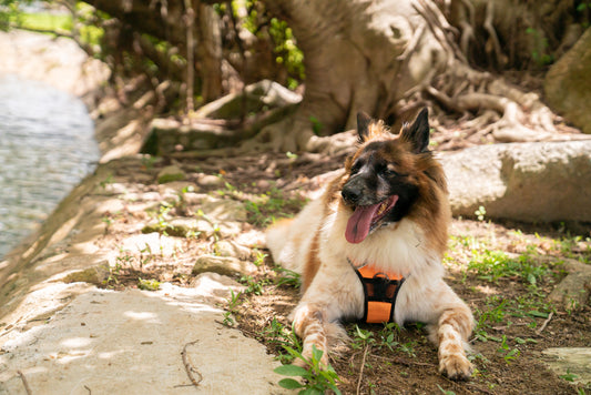 Hiking With Your Dog: Don't Forget These 5 Must-Haves!