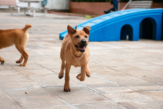 5 Dog Walking Etiquettes and 5 Tips That Could Save Your Dog’s Life