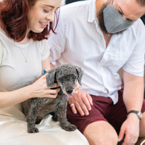 6 Essentials for Every New Dog Pawrent