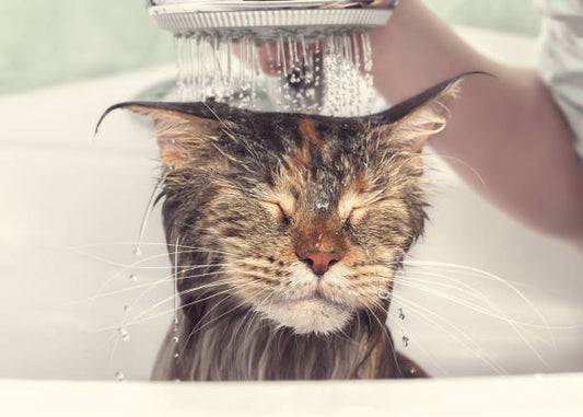 貓咪多久才要沖涼一次？教你如何在家替貓貓洗澡！