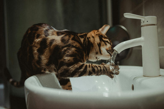 為什麼貓貓老是不愛飲水？教你4招讓貓貓主動飲水！