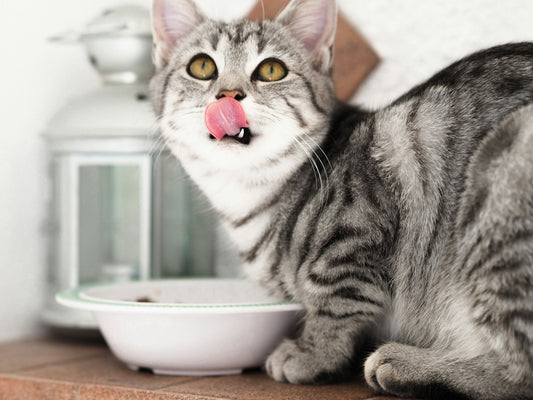 幾時要食老貓糧？老貓糧跟普通貓糧有什麼分別？