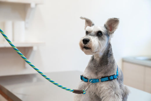 5 Essential Tips for Choosing the Right Harness for your Dog