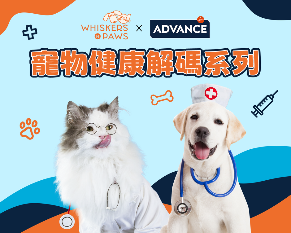 【 WNP x Advance 寵物健康解碼系列 】 狗狗「R唔停」！皮炎紅腫成主人惡夢 獸醫：處方糧舒緩防復發