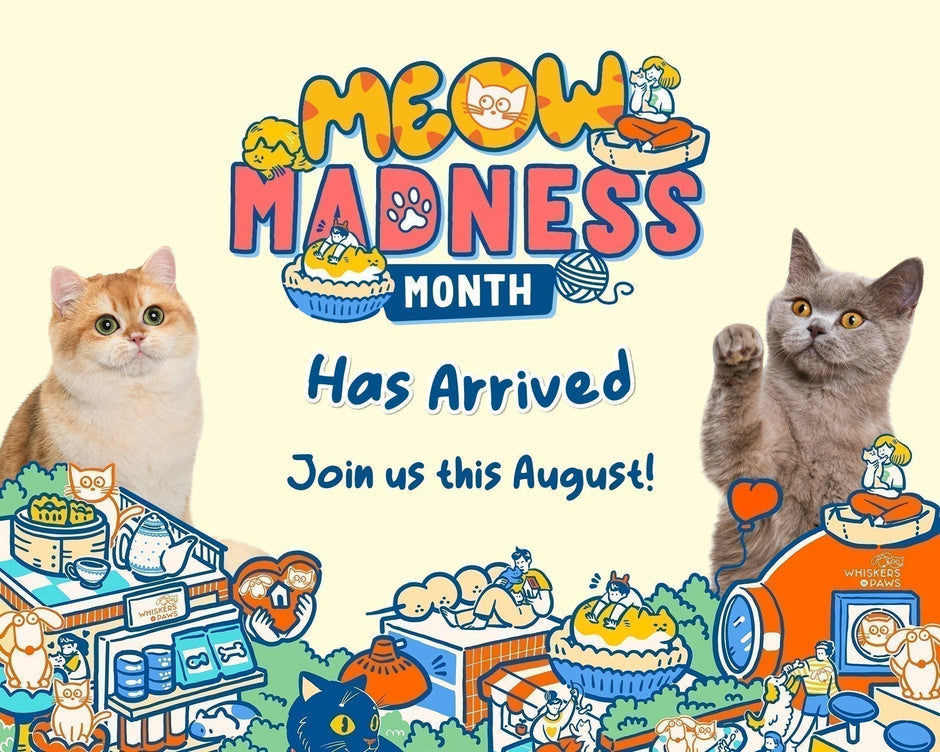 Celebrate Cats at Whiskers N Paws’ Meow Madness Month in Hong Kong