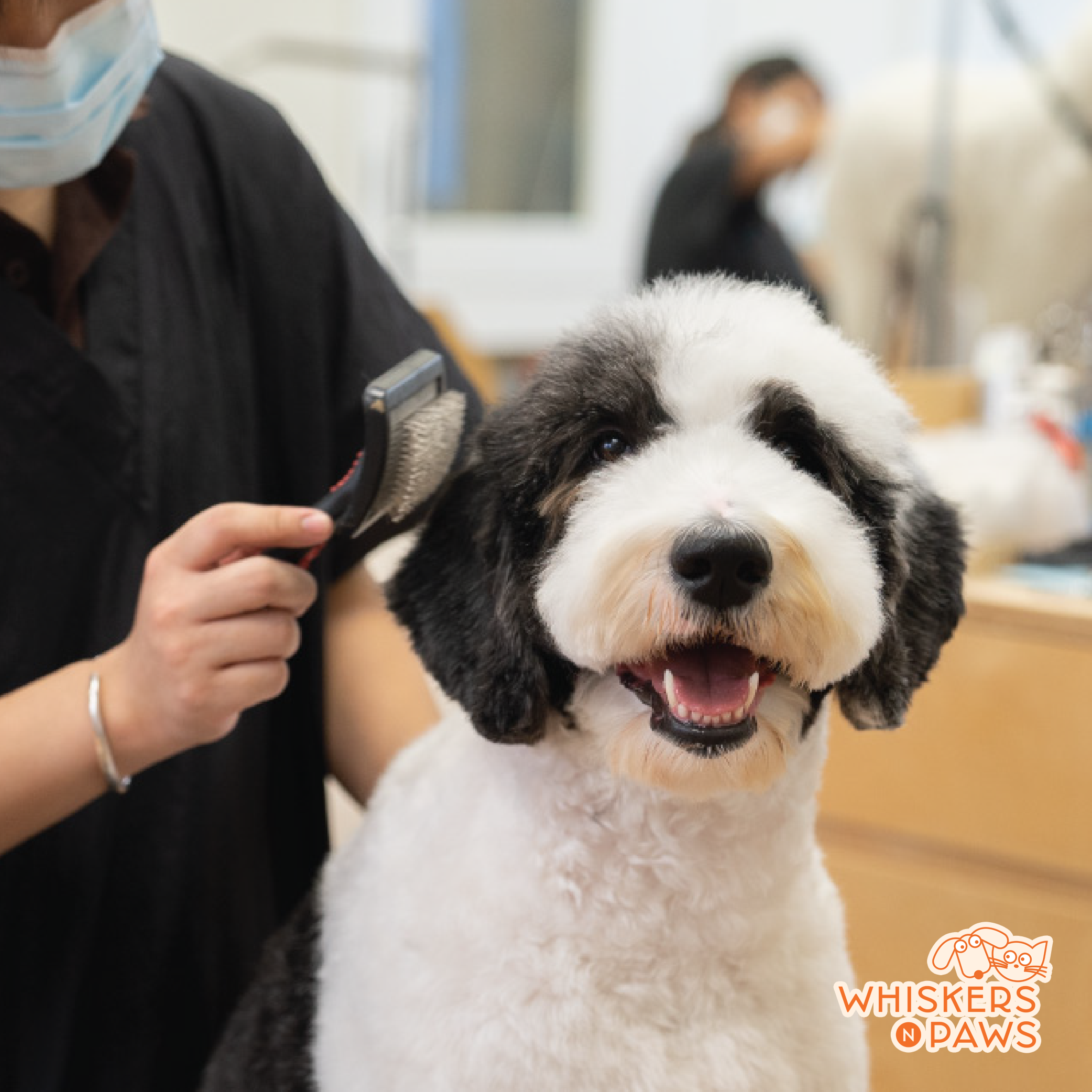 Whiskers N Paws - Cat Grooming Services