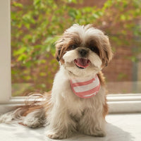 防蟲及反光圍巾