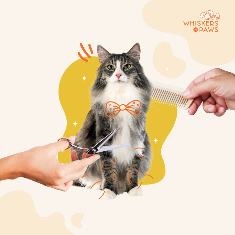 Whiskers N Paws - Pet Grooming Services for Cats