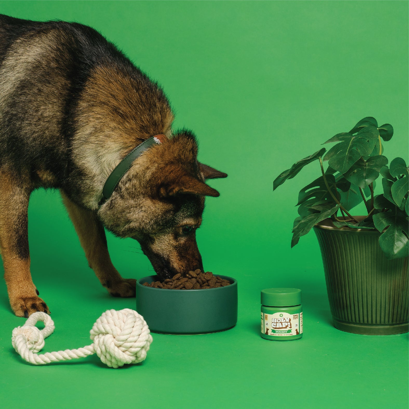 增強免疫力 - 菇菌素 寵物營養補充品