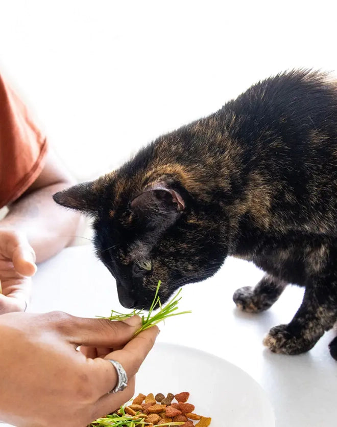 小麥草盆栽種植套裝