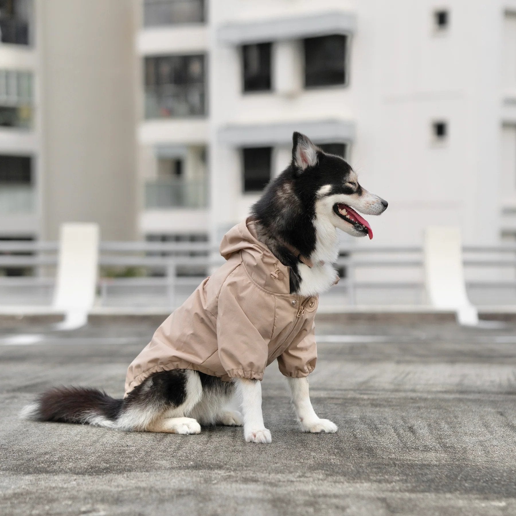 布魯克林狗雨衣